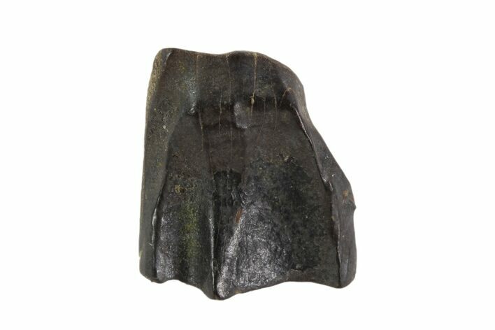 Triceratops Shed Tooth - Montana #93136